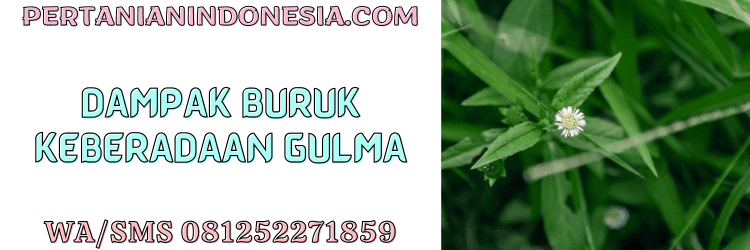 dampak buruk,gulma,tanaman liar,petani,herbisida,pestisida